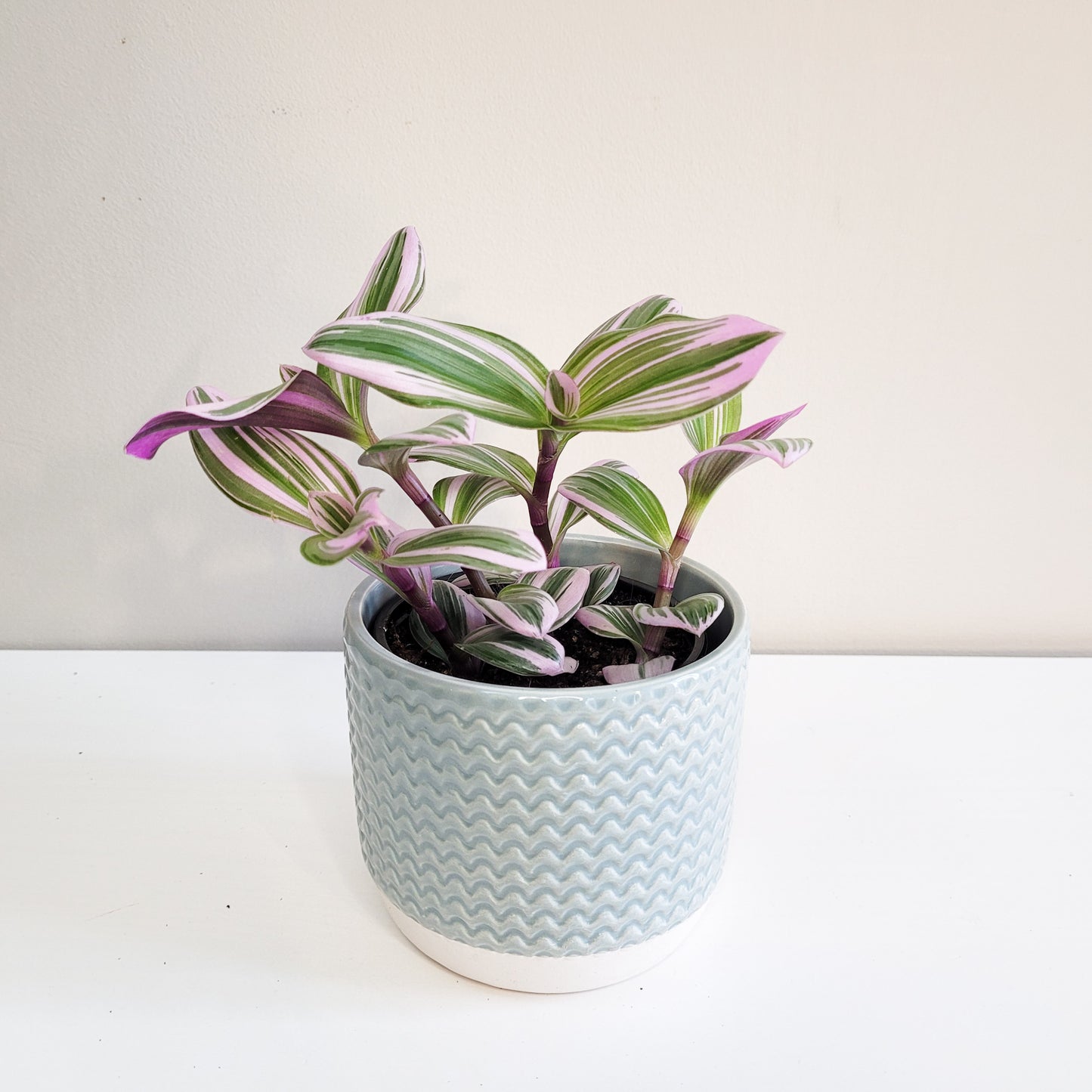 Tradescantia Bubblegum - Plant and Pot Combo-plant-ThePaintedLeaf-care