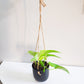 Neon Pothos - Plant and Pot Combo-Plants-ThePaintedLeaf-care