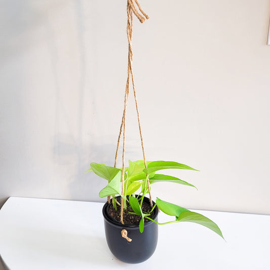 Black Ceramic 4" hanging planter-ThePaintedLeaf-care