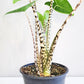 Alocasia zebrina-Plants-ThePaintedLeaf