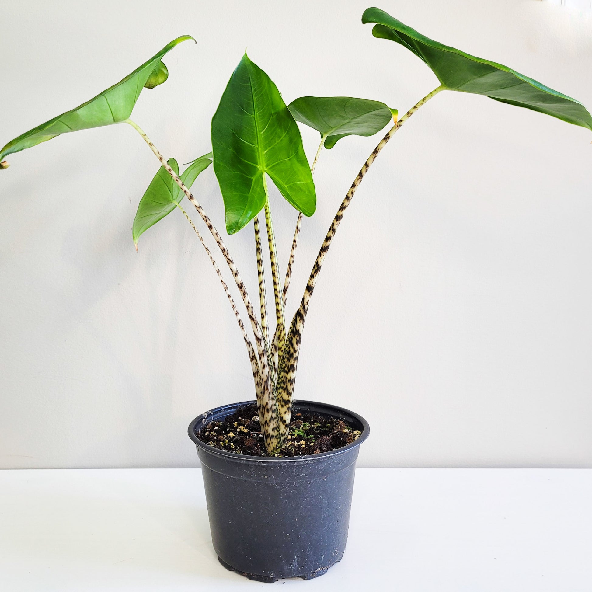 Alocasia zebrina-Plants-ThePaintedLeaf