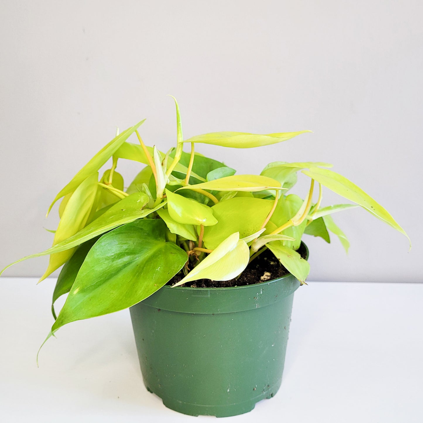 Philodendron hederaceum - Lemon Lime-plant-ThePaintedLeaf