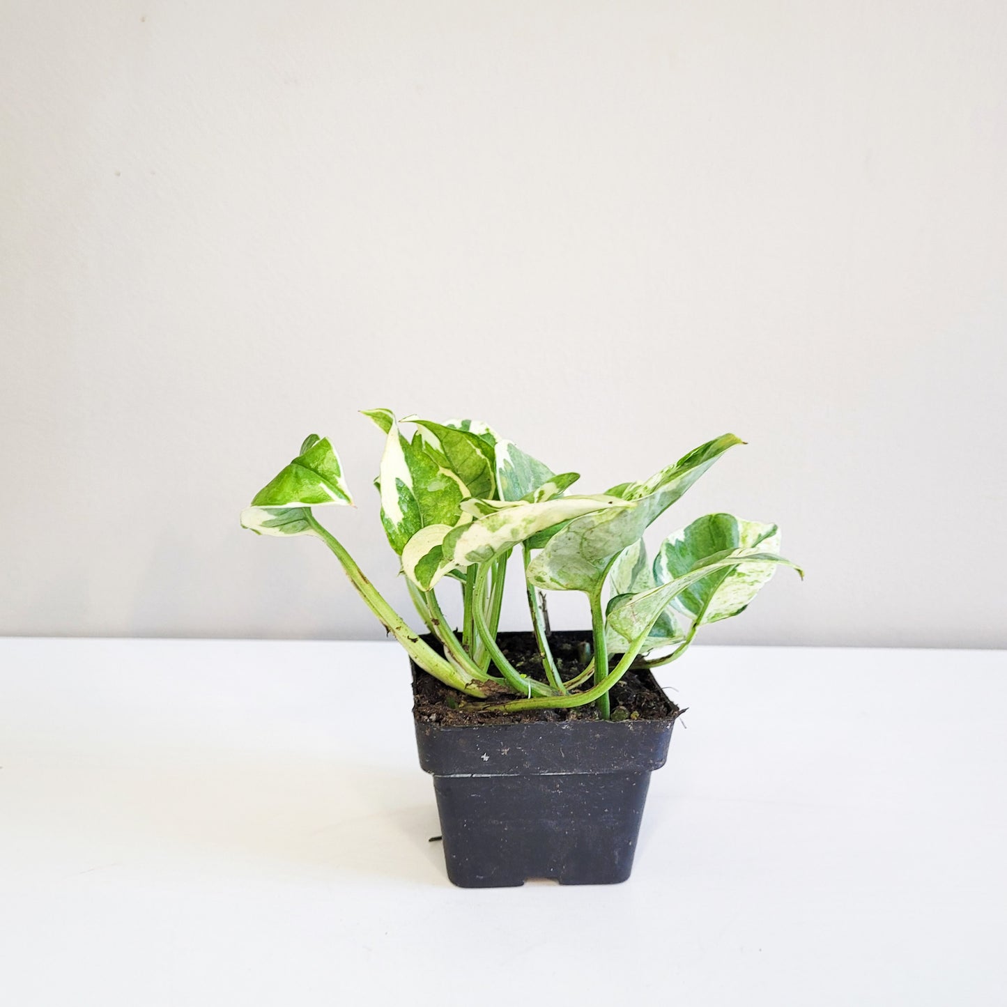 Epipremnum aureum - Pearls and Jade Pothos-plant-ThePaintedLeaf