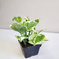 Epipremnum aureum - Pearls and Jade Pothos-plant-ThePaintedLeaf