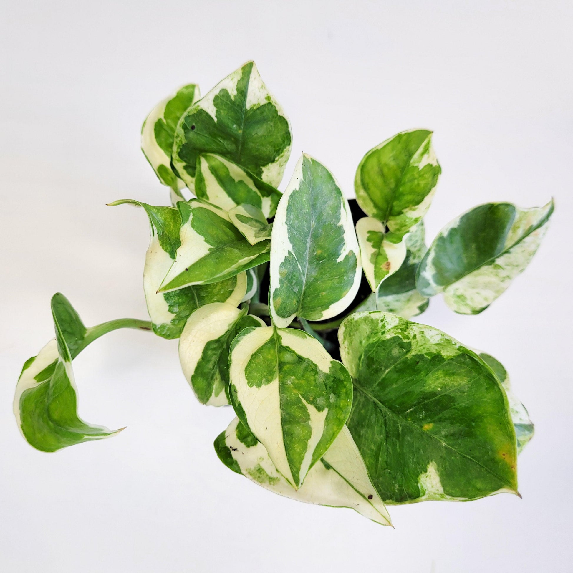 Epipremnum aureum - Pearls and Jade Pothos-plant-ThePaintedLeaf