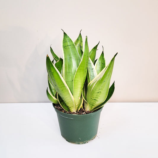 Sansevieria trifasciata 'Night Owl'-Plants-ThePaintedLeaf