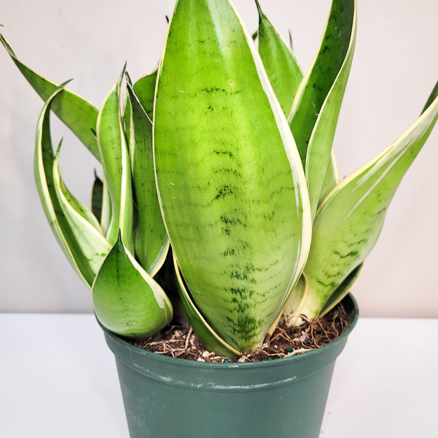 Sansevieria trifasciata 'Night Owl'-Plants-ThePaintedLeaf