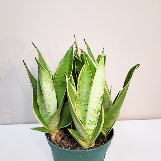 Sansevieria trifasciata 'Night Owl'-Plants-ThePaintedLeaf