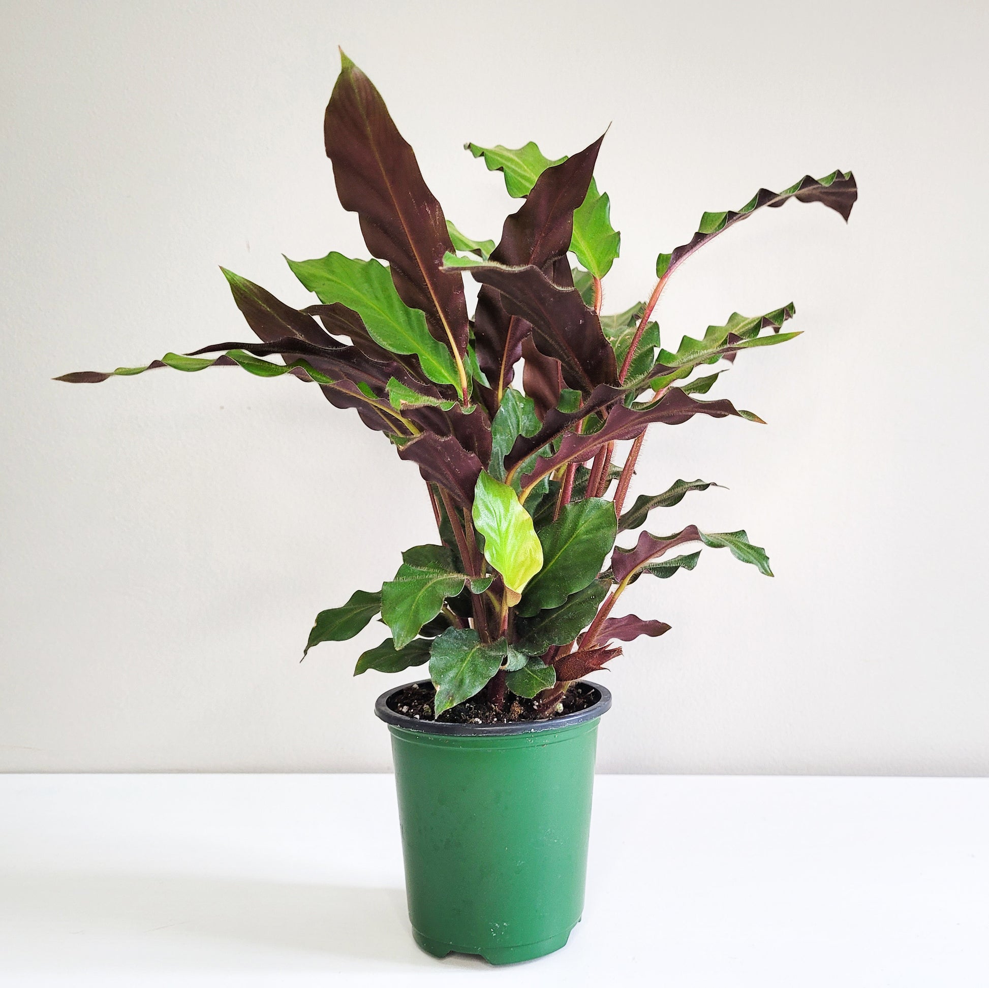 Nos conseils pour entretenir ta plante : Calathea rufibarba 'Tropistar' –  Plantes Pour Tous