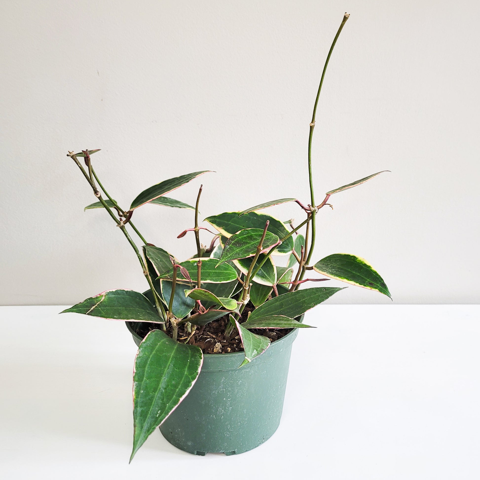 Hoya macrophylla variegata-plant-ThePaintedLeaf