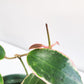 Hoya macrophylla variegata-plant-ThePaintedLeaf