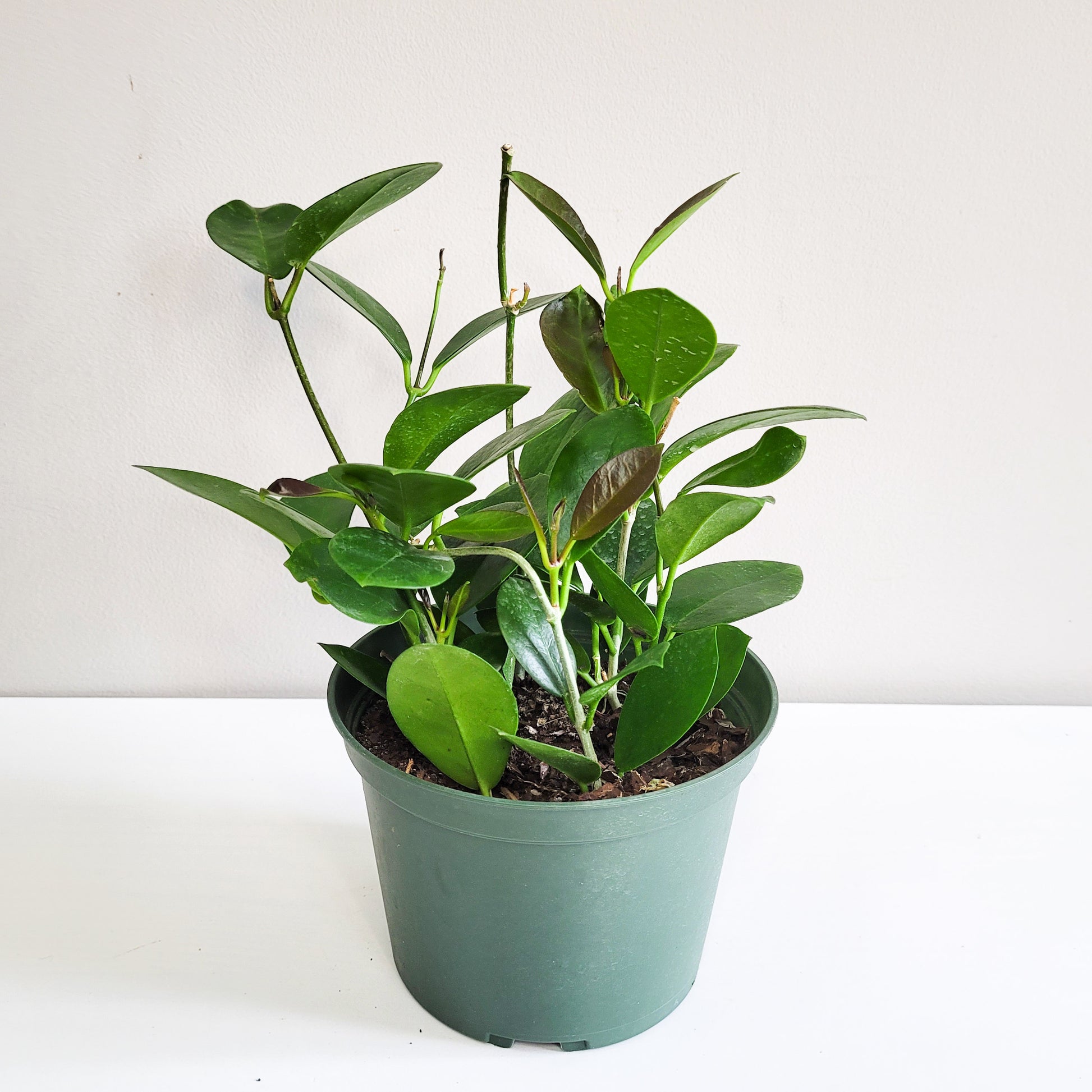 Hoya australis-plant-ThePaintedLeaf
