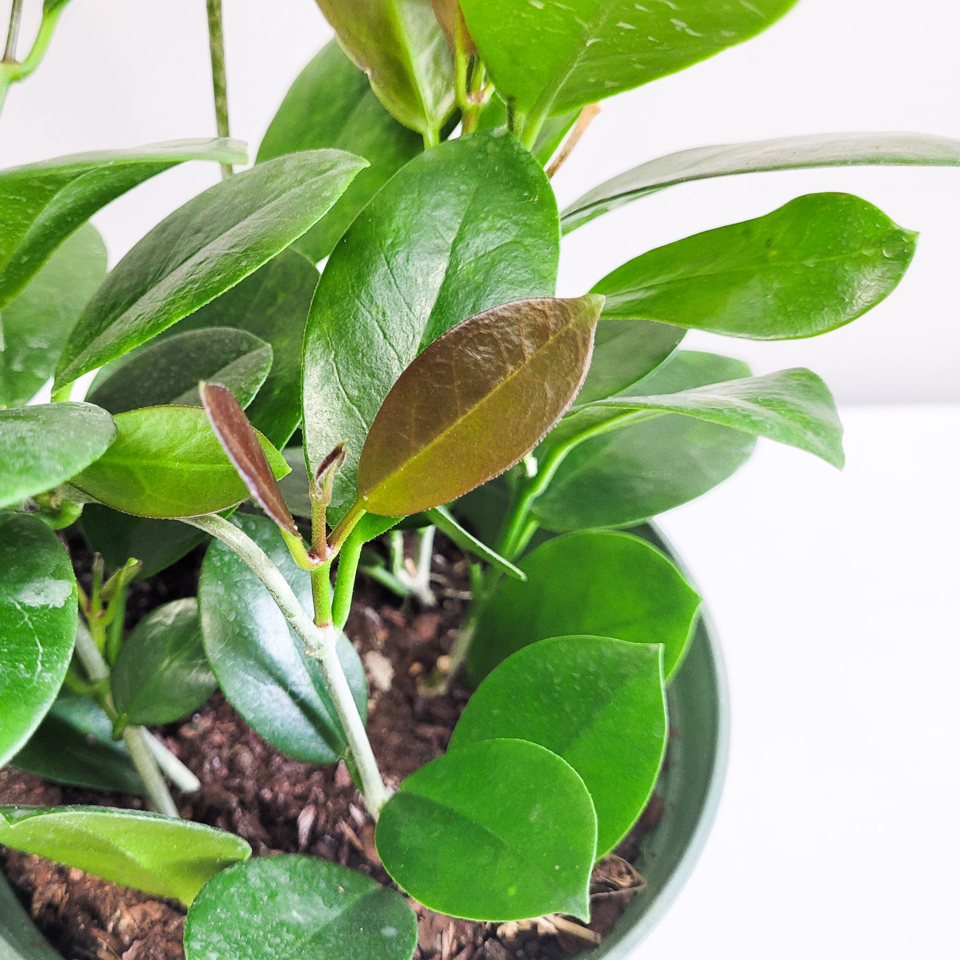 Hoya australis-plant-ThePaintedLeaf