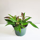 Hoya pubicalyx-Plants-ThePaintedLeaf