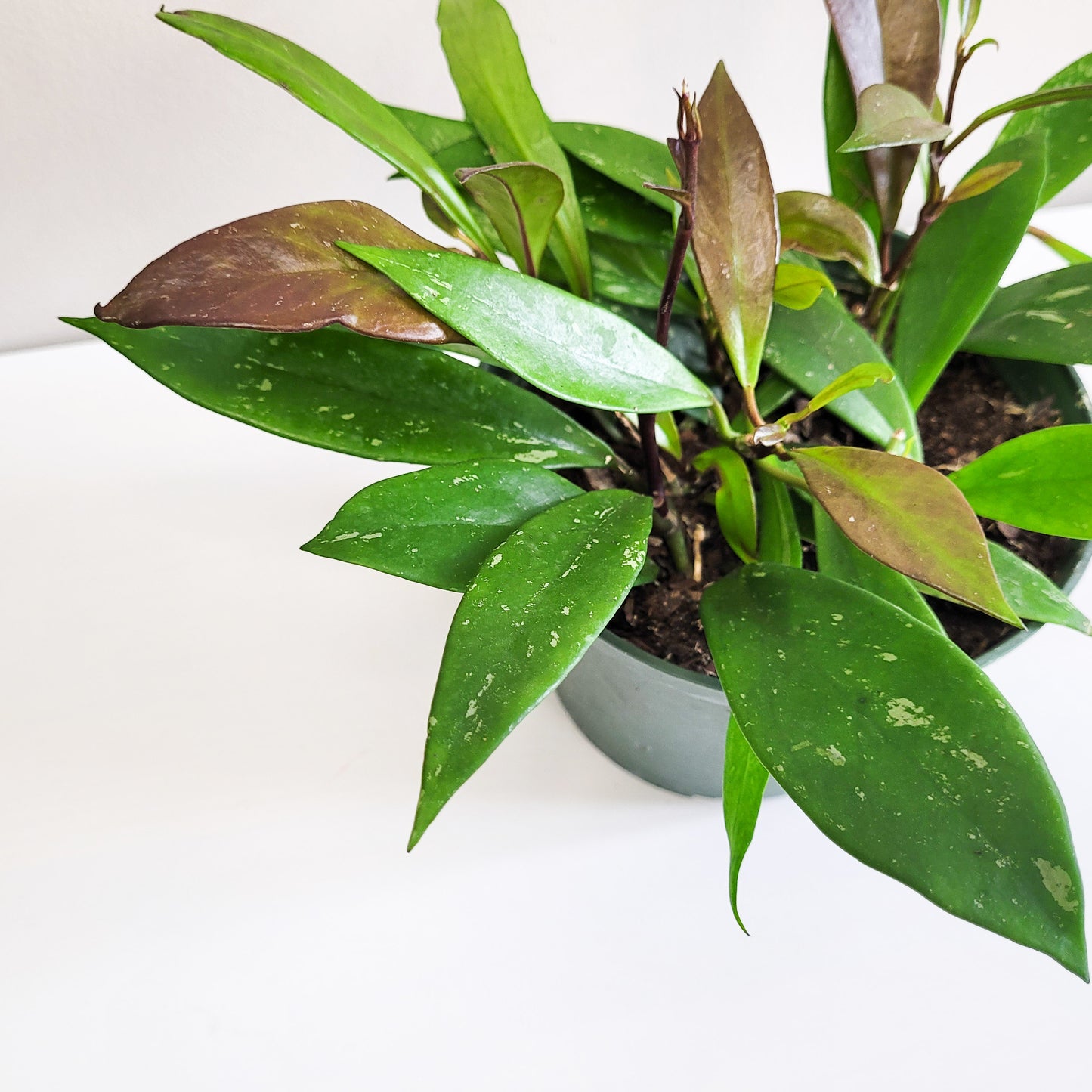 Hoya pubicalyx-Plants-ThePaintedLeaf