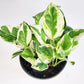 Epipremnum aureum - NJoy Pothos-Plants-ThePaintedLeaf