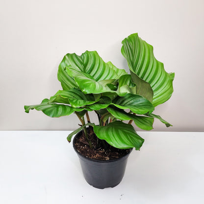 Calathea orbifolia-plant-ThePaintedLeaf