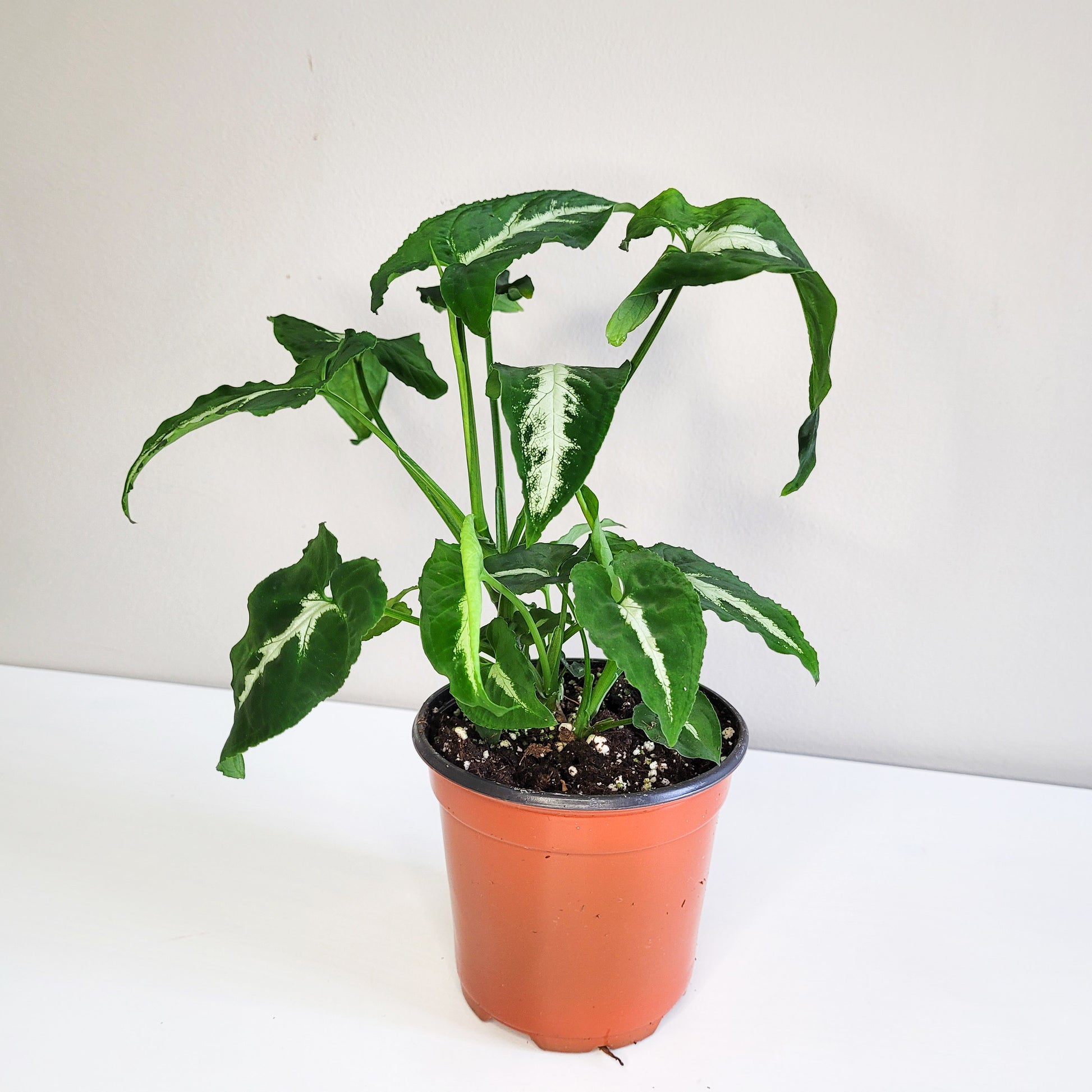 Syngonium wendlandii-Plants-ThePaintedLeaf