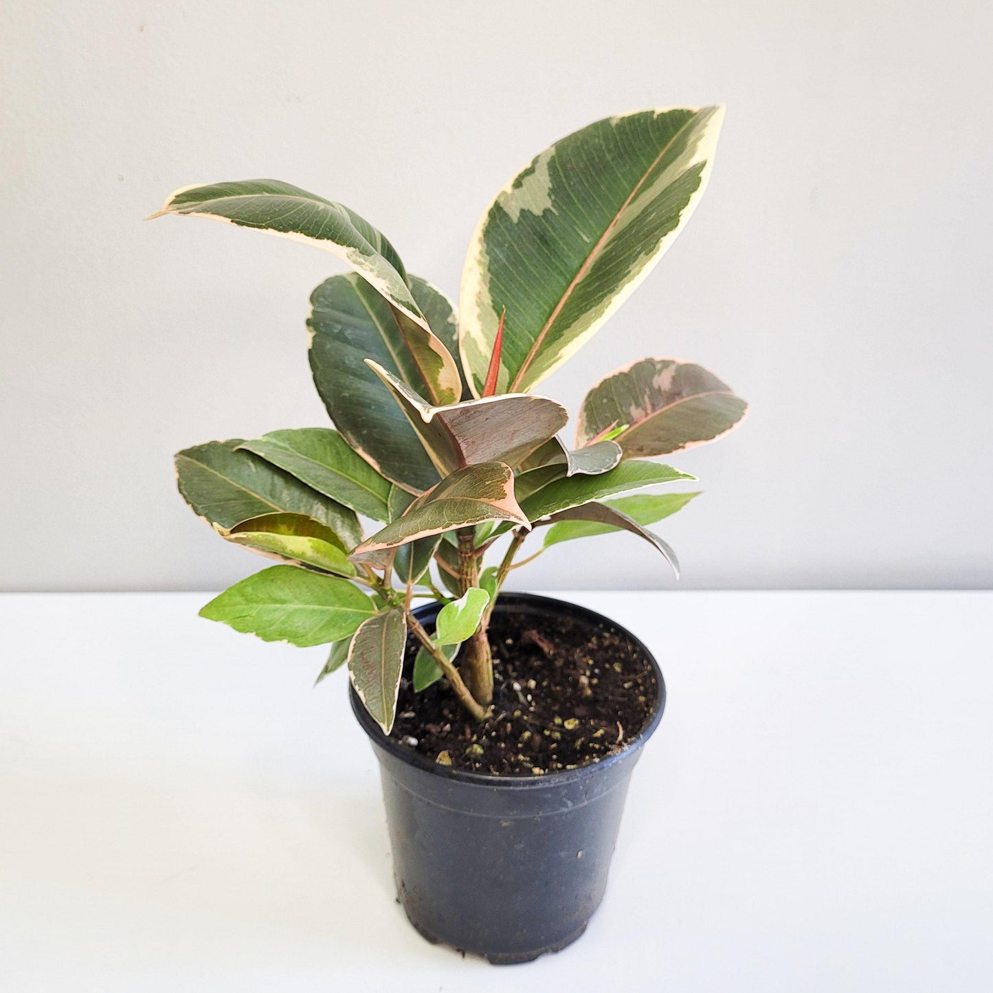 Ficus elastica Tineke-plant-ThePaintedLeaf