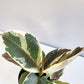 Ficus elastica Tineke-plant-ThePaintedLeaf