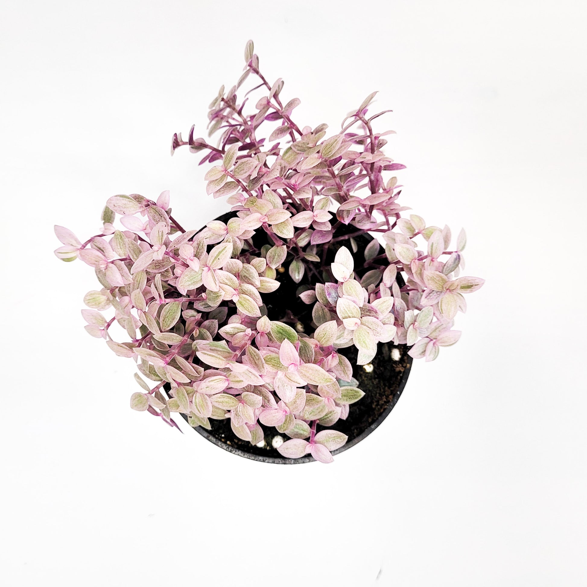 Callisia repens- Pink Lady-plant-ThePaintedLeaf