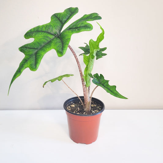 Alocasia Sp. Jacklyn-Plants-ThePaintedLeaf