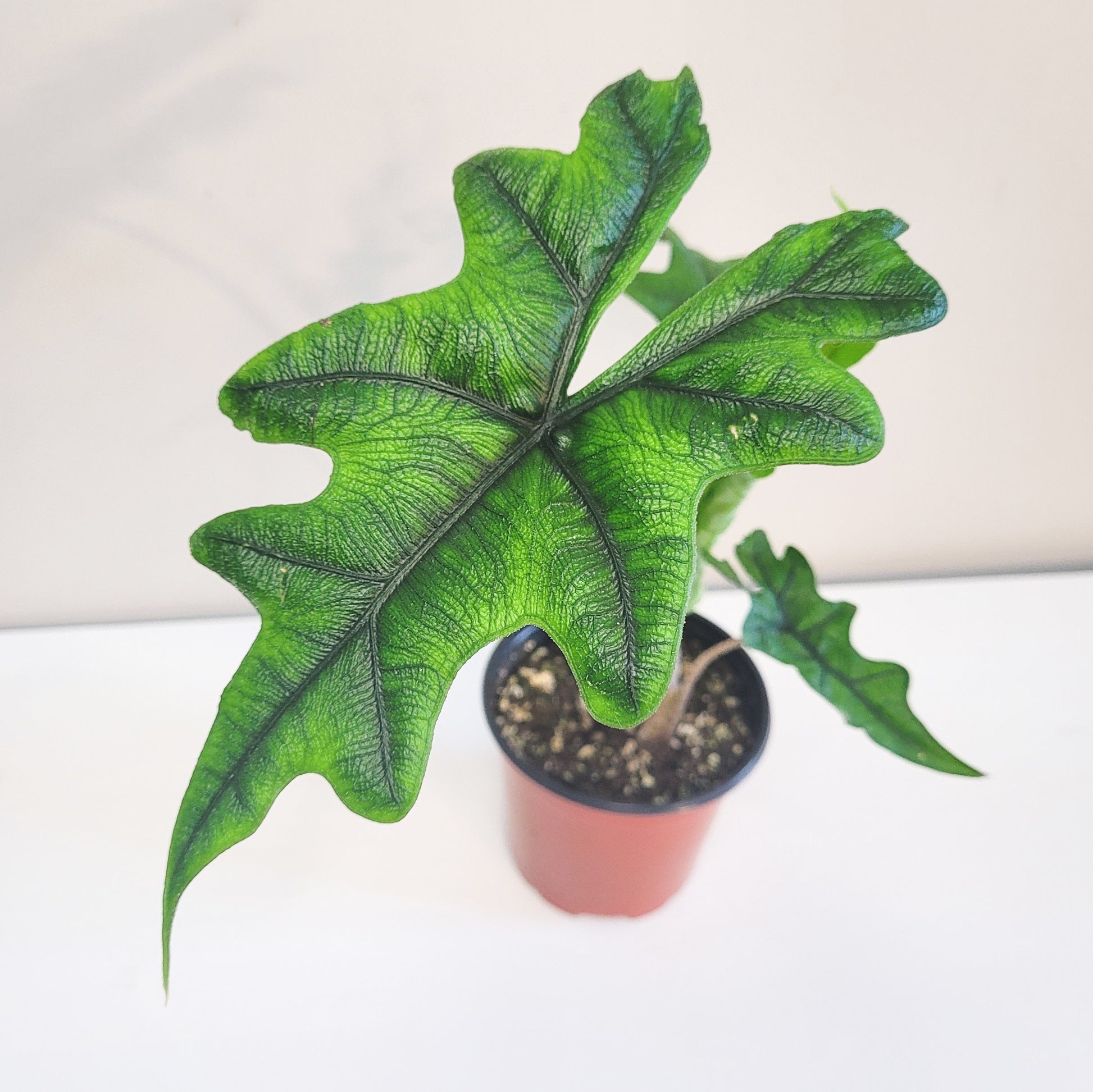 Alocasia Sp. Jacklyn-Plants-ThePaintedLeaf