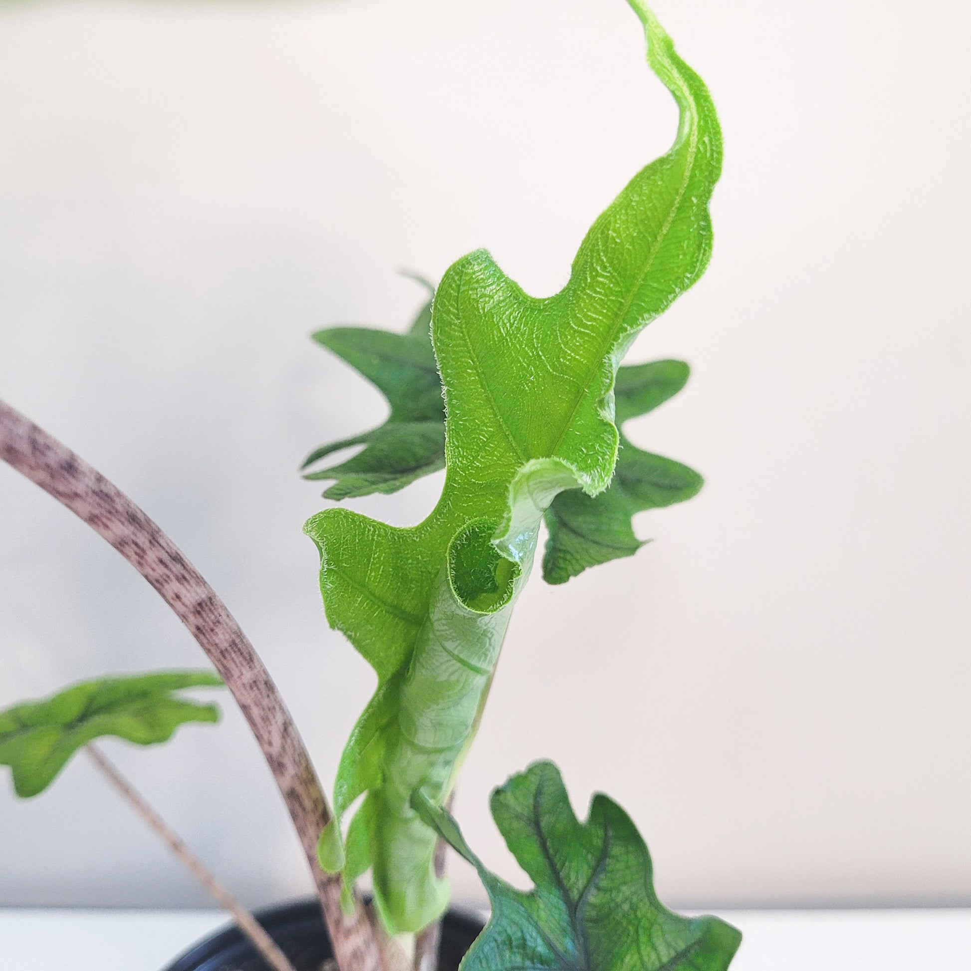 Alocasia Sp. Jacklyn-Plants-ThePaintedLeaf