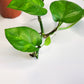 Epipremnum aureum 'Global Green'-Plants-ThePaintedLeaf