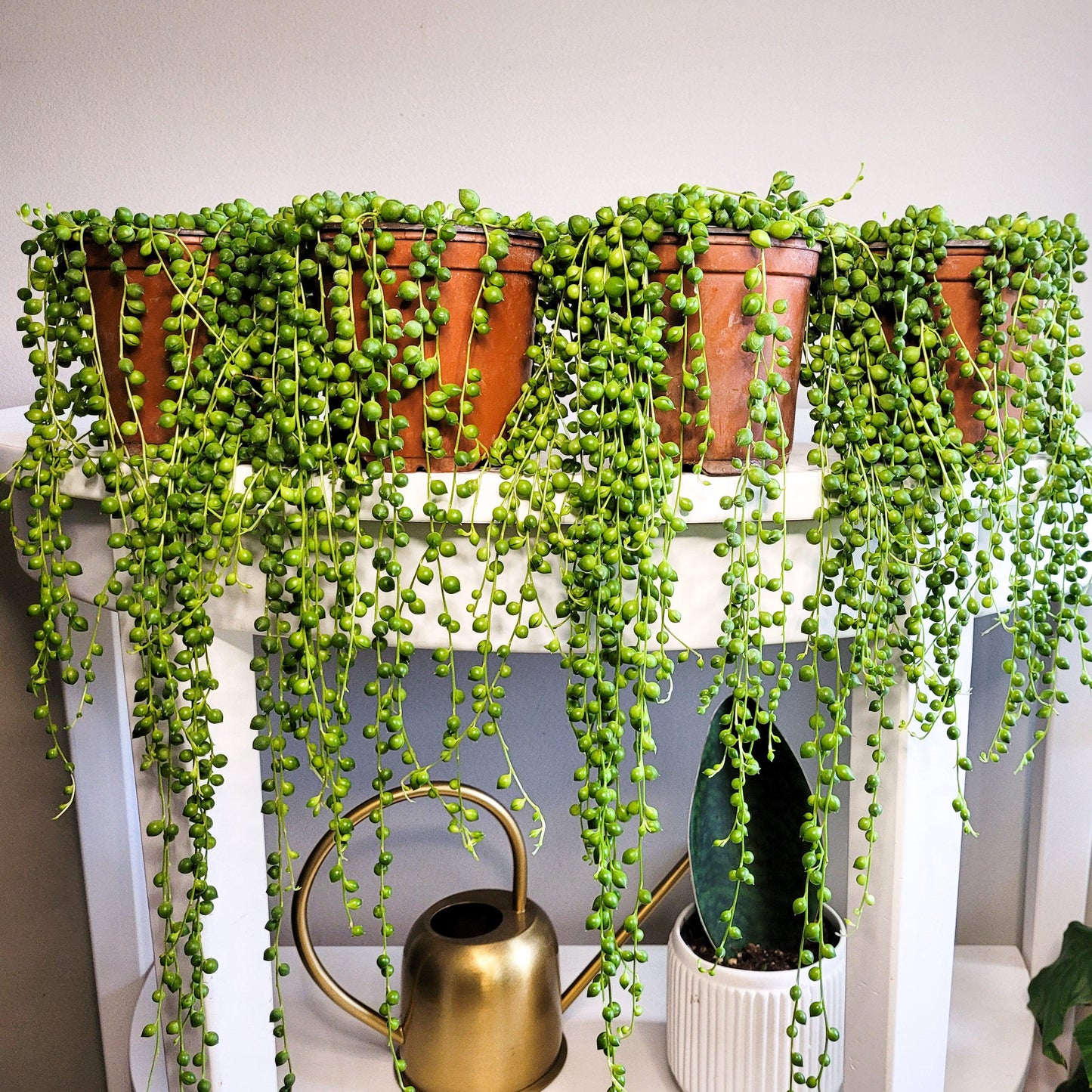 Senecio rowleyanus - String of Pearls-plant-ThePaintedLeaf