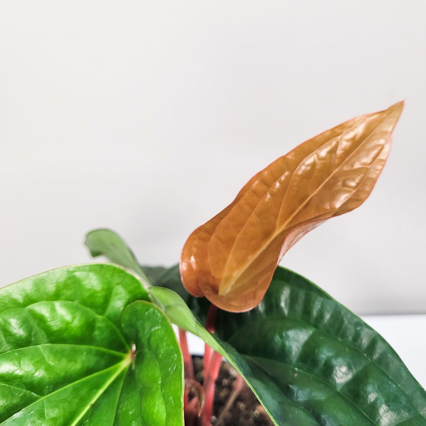 Anthurium radicans x luxurians-Plants-ThePaintedLeaf