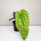 Anthurium radicans x luxurians-Plants-ThePaintedLeaf