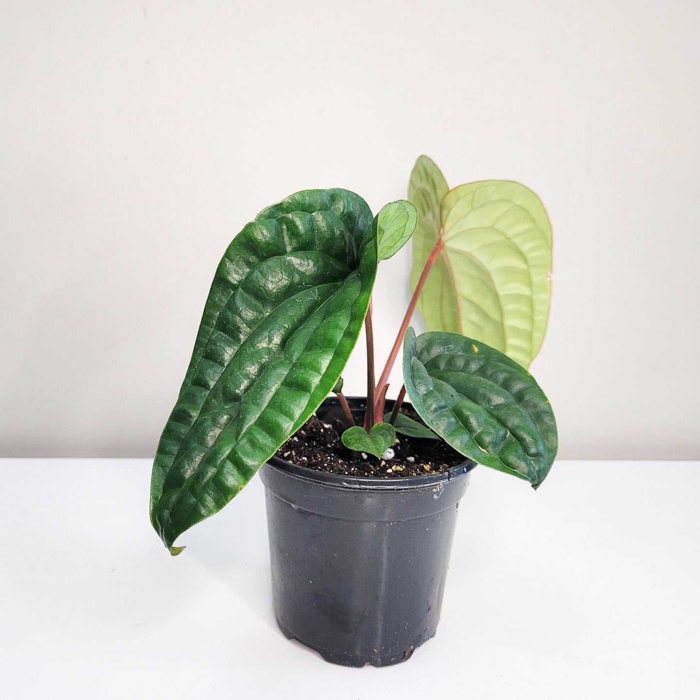 Anthurium radicans x luxurians-Plants-ThePaintedLeaf