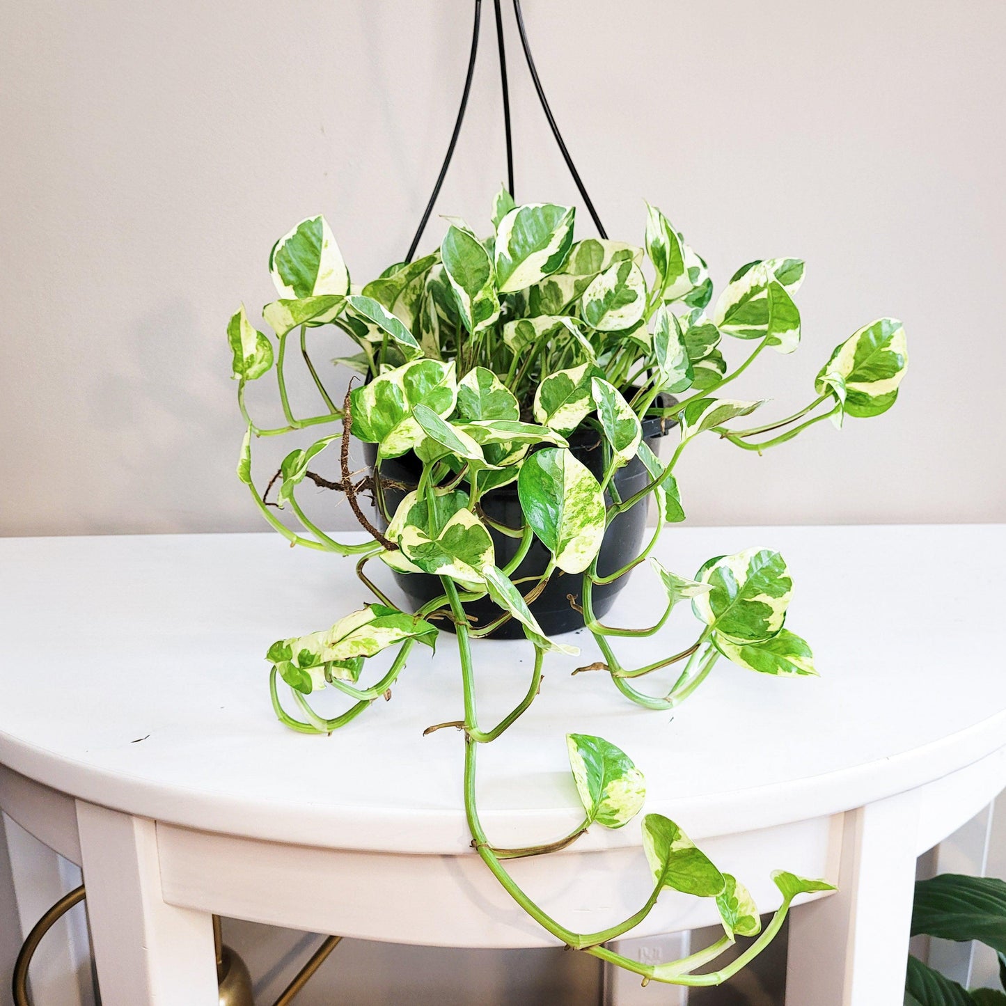 Epipremnum aureum - Pearls and Jade Pothos-plant-ThePaintedLeaf