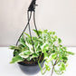 Epipremnum aureum - Pearls and Jade Pothos-plant-ThePaintedLeaf