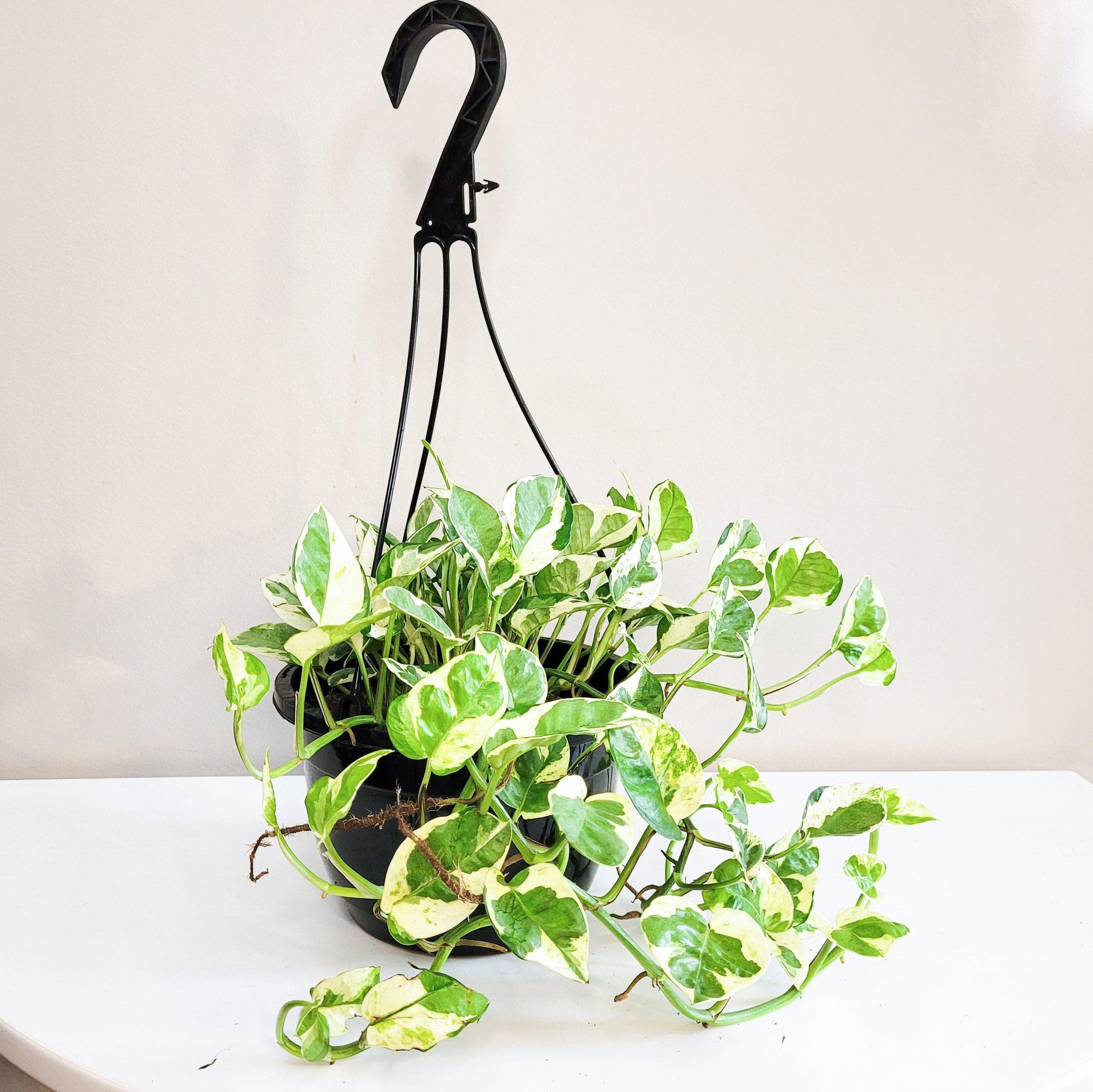 Epipremnum aureum - Pearls and Jade Pothos-plant-ThePaintedLeaf