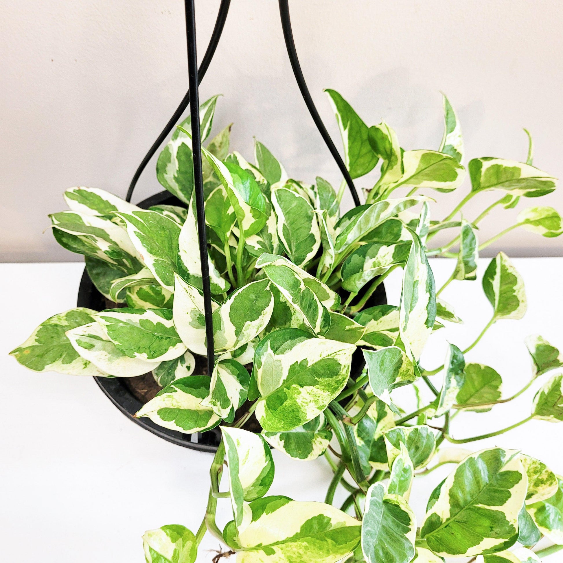 Epipremnum aureum - Pearls and Jade Pothos-plant-ThePaintedLeaf