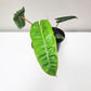 Philodendron billietiae-Plants-ThePaintedLeaf