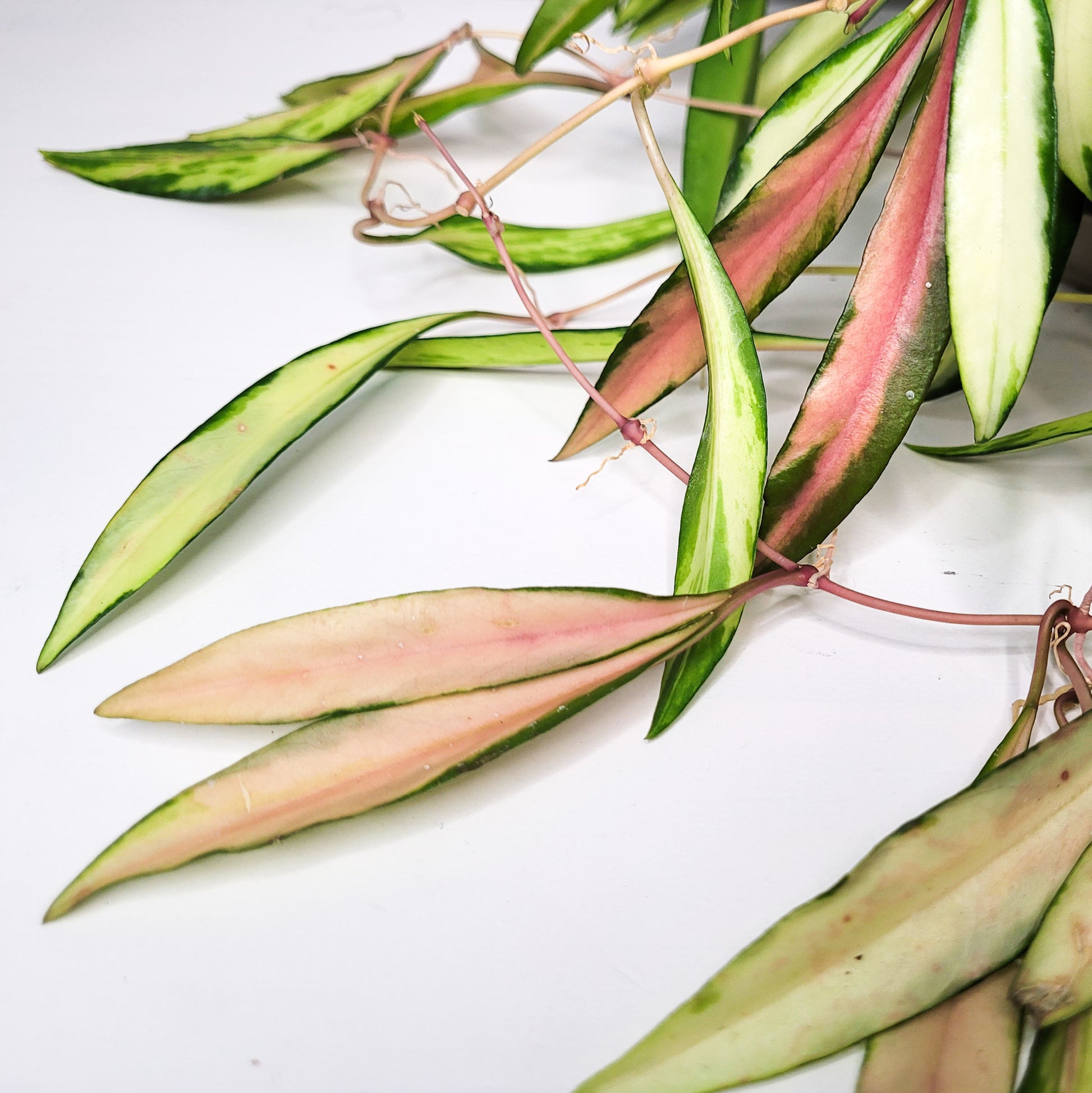 Hoya wayetii variegata-plant-ThePaintedLeaf