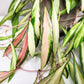 Hoya wayetii variegata-plant-ThePaintedLeaf