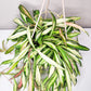 Hoya wayetii variegata-plant-ThePaintedLeaf