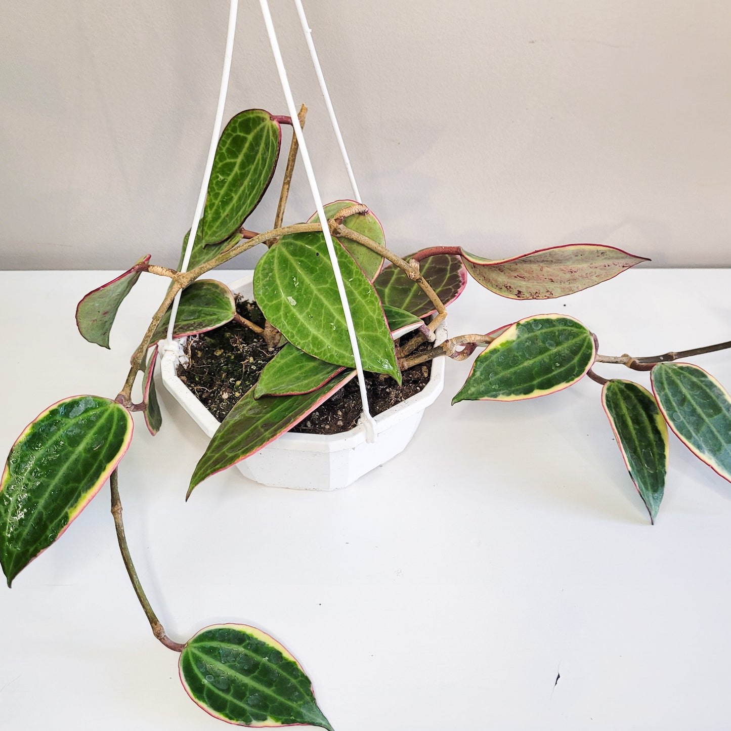 Hoya latifolia variegata-plant-ThePaintedLeaf