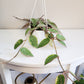 Hoya latifolia variegata-plant-ThePaintedLeaf