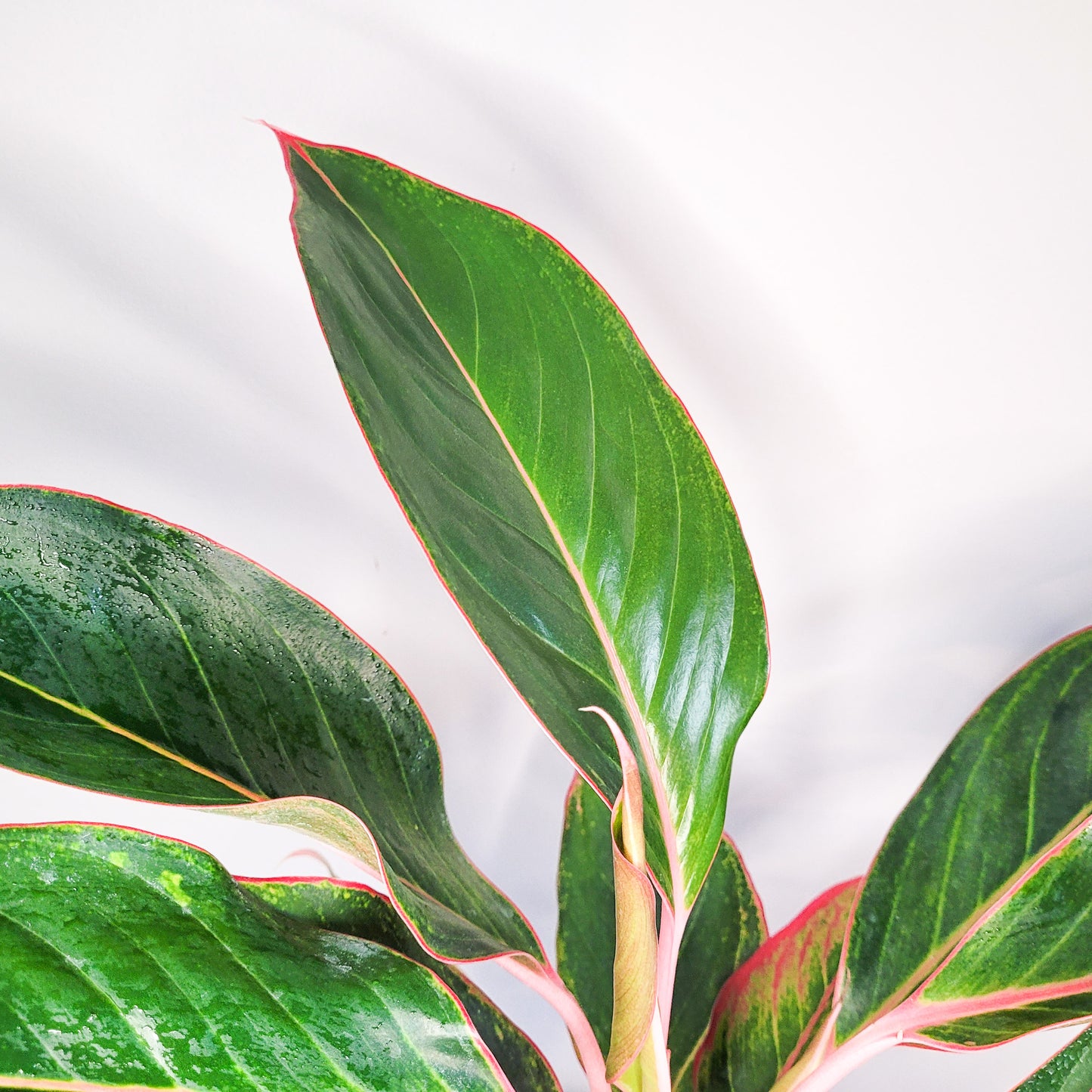 Aglaonema commutatum - Pink Diamond-plant-ThePaintedLeaf