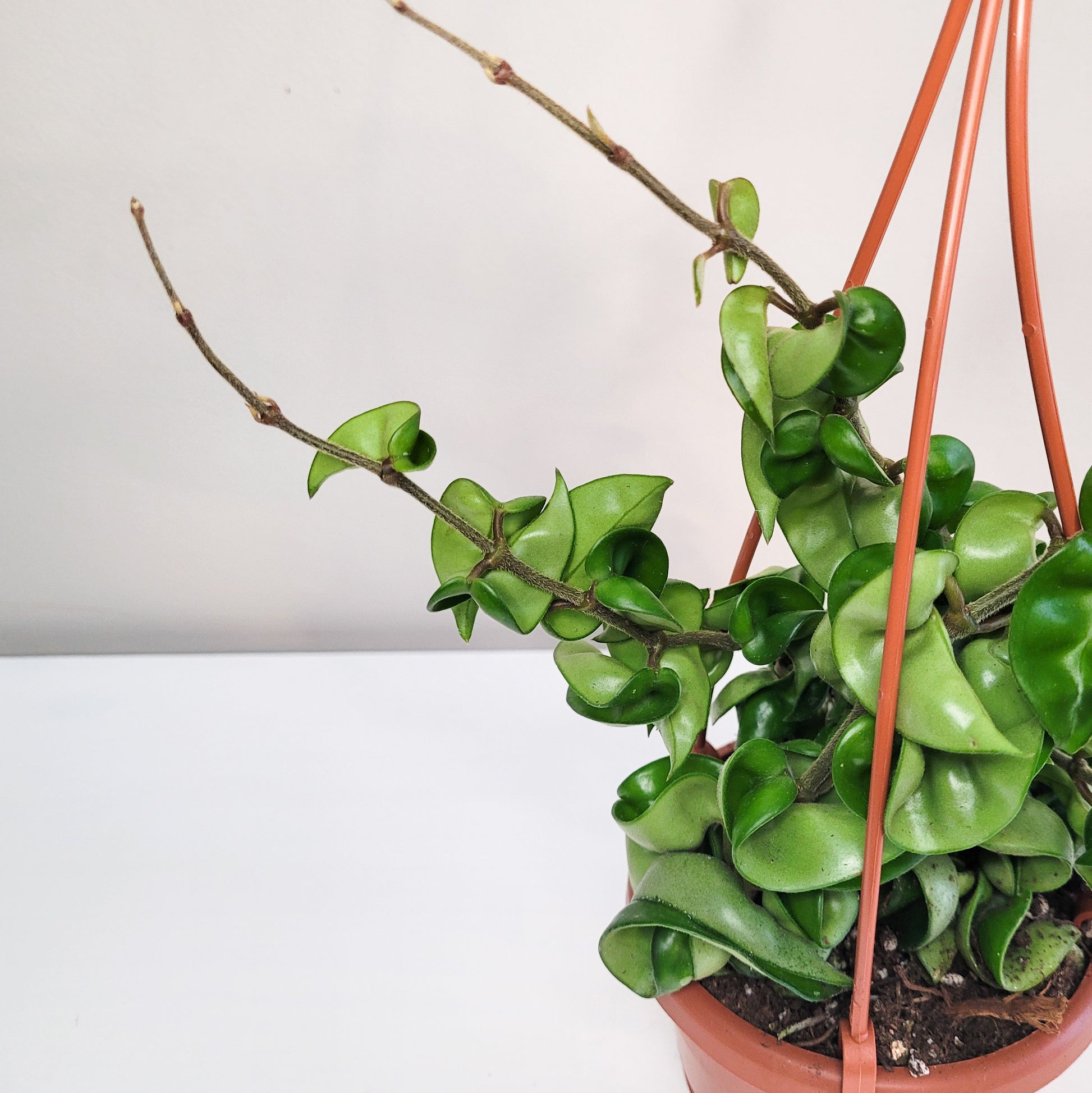 Hoya carnosa Compacta - Hindu rope-plant-ThePaintedLeaf