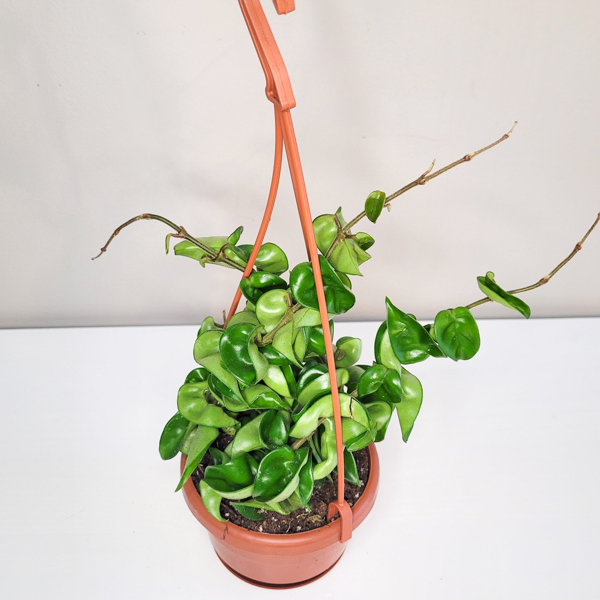 Hoya carnosa Compacta - Hindu rope-plant-ThePaintedLeaf