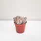 Lithops fulviceps - Living Stones-plant-ThePaintedLeaf