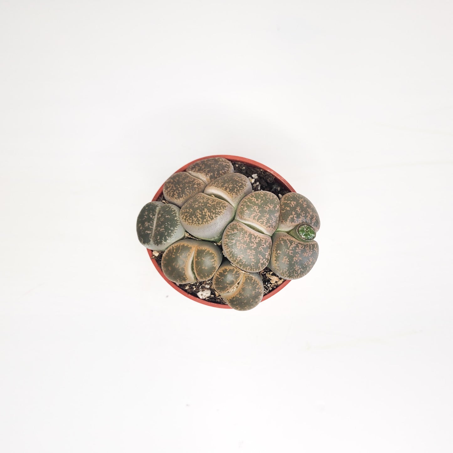 Lithops fulviceps - Living Stones-plant-ThePaintedLeaf