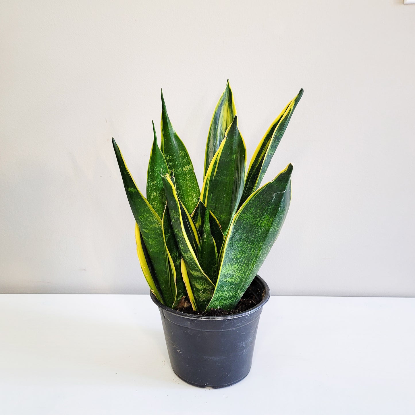 Sansevieria Trifasciata - Gold Flame-plant-ThePaintedLeaf