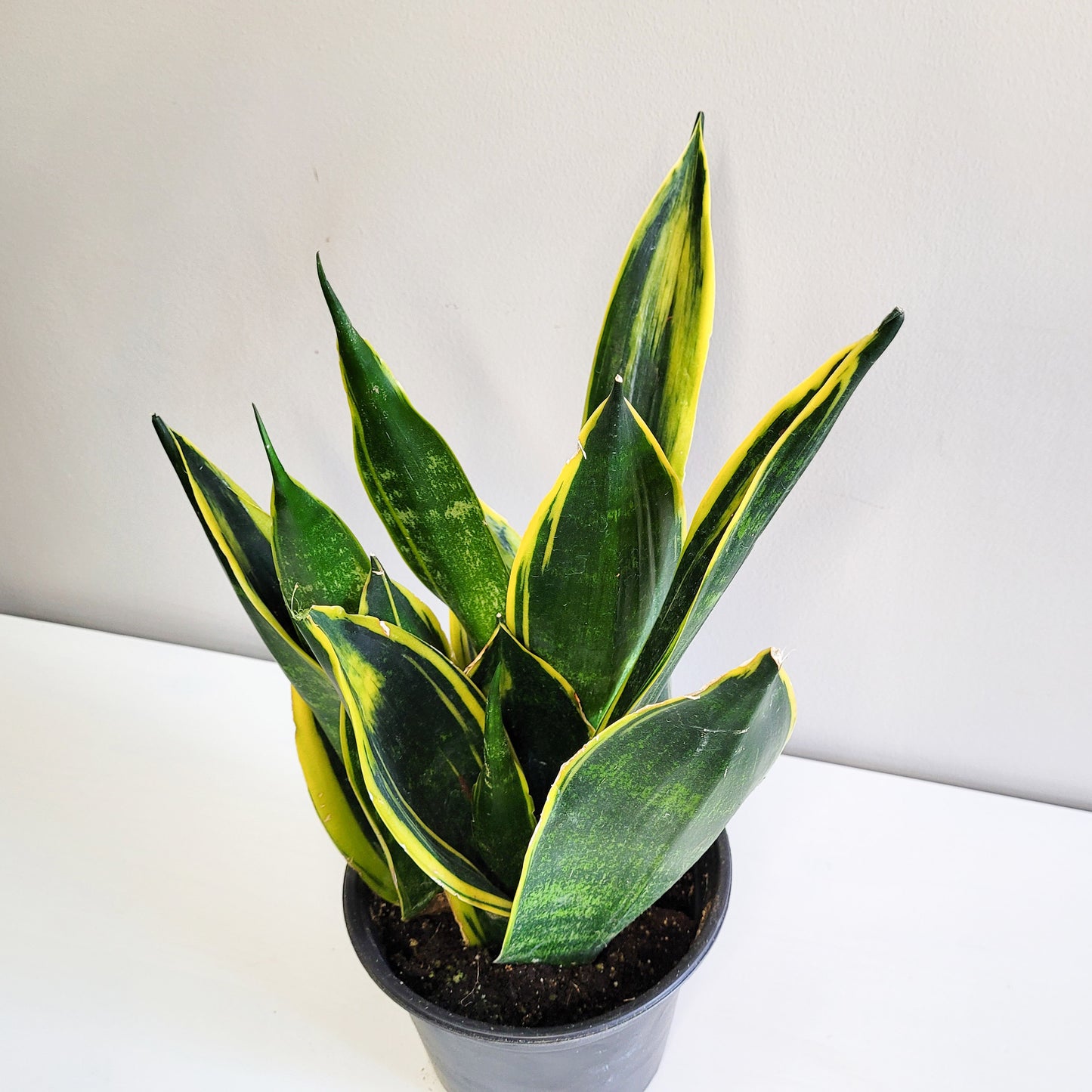 Sansevieria Trifasciata - Gold Flame-plant-ThePaintedLeaf